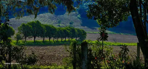 Árvores e campos formam uma passagem pela paisagem rural.