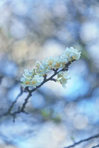 Pequenas flores brancas se destacam sobre o fundo desfocado.