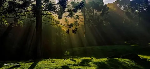Raios de sol atravessam as árvores e iluminam o chão verde.