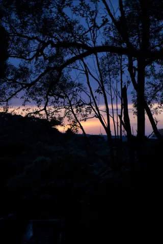 Árvores em silhueta recortam as cores suaves do céu.